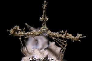 Spidercrab on the top of a sponge by Volker Lonz 
